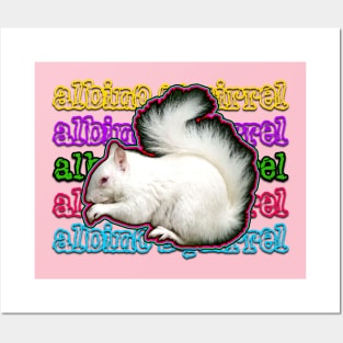 albino squirrel Posters and Art